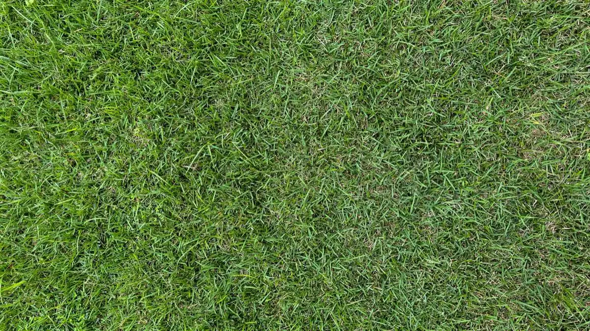 New Lawn Establishment in Laredo, TX