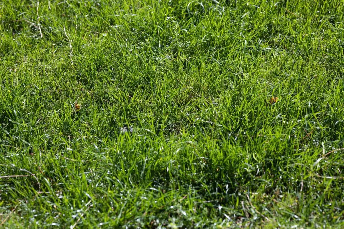 Bermuda Sod in Laredo, TX