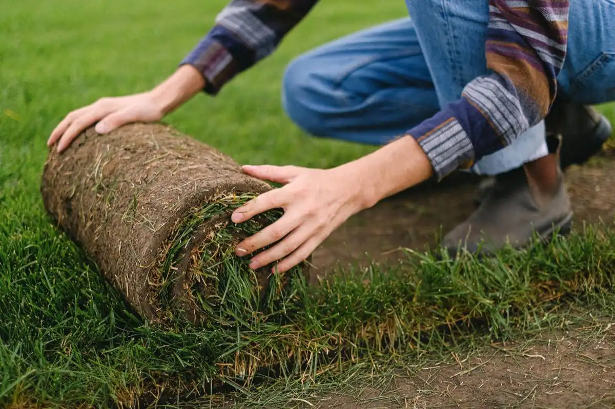 Sod Removal & Replacement in Laredo, TX